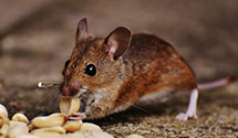24 Hour & Emergency Exterminators in Emington, IL